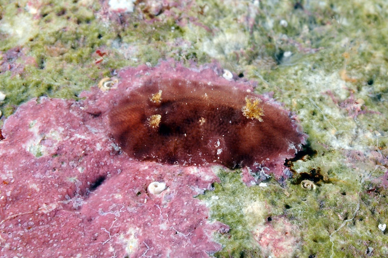 Geitodoris portmanni (Schmekel, 1972)